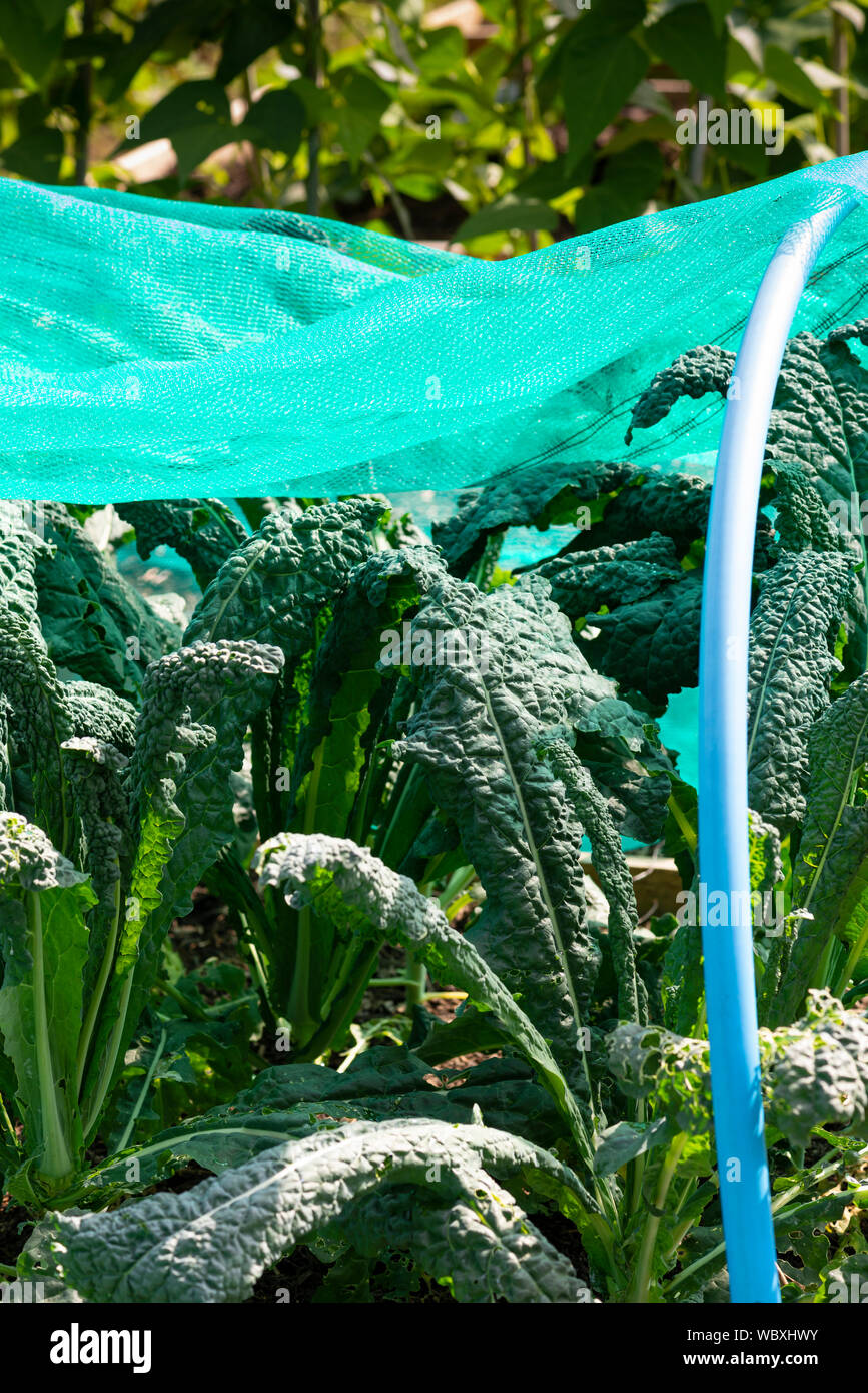 Using hoops and nets to protect crops such as Cavolo nero, black kale (oleracea acephala) growing in a vegetable garden. UK. Stock Photo
