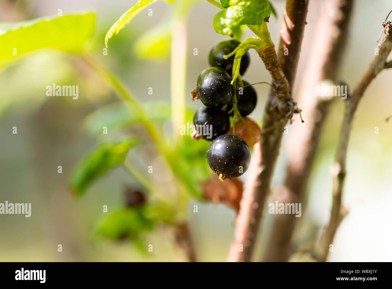 Blackcurrants (Ribes nigrum) growing on a bush. South Yorkshire, UK. Stock Photo