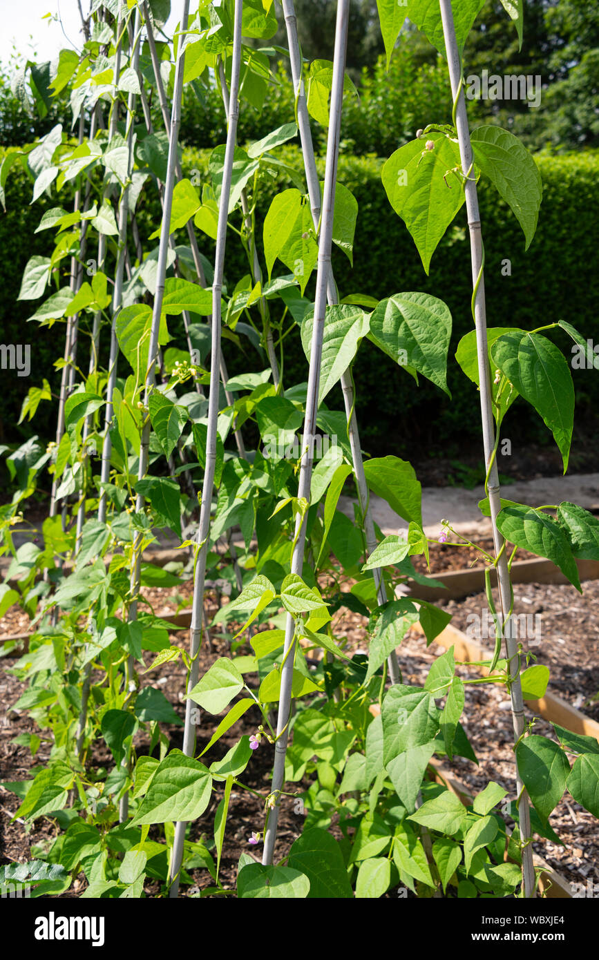 Climbing French beans (Phaseolus vulgaris), growing on a South Yorkshire allotment. England, UK. Stock Photo