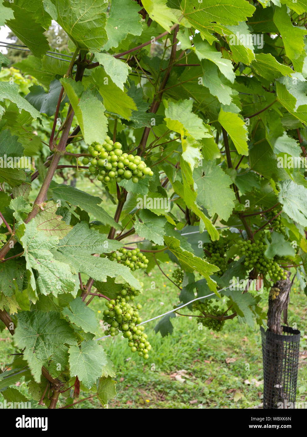 Acolon grape vines, Suffolk, England, UK. Stock Photo