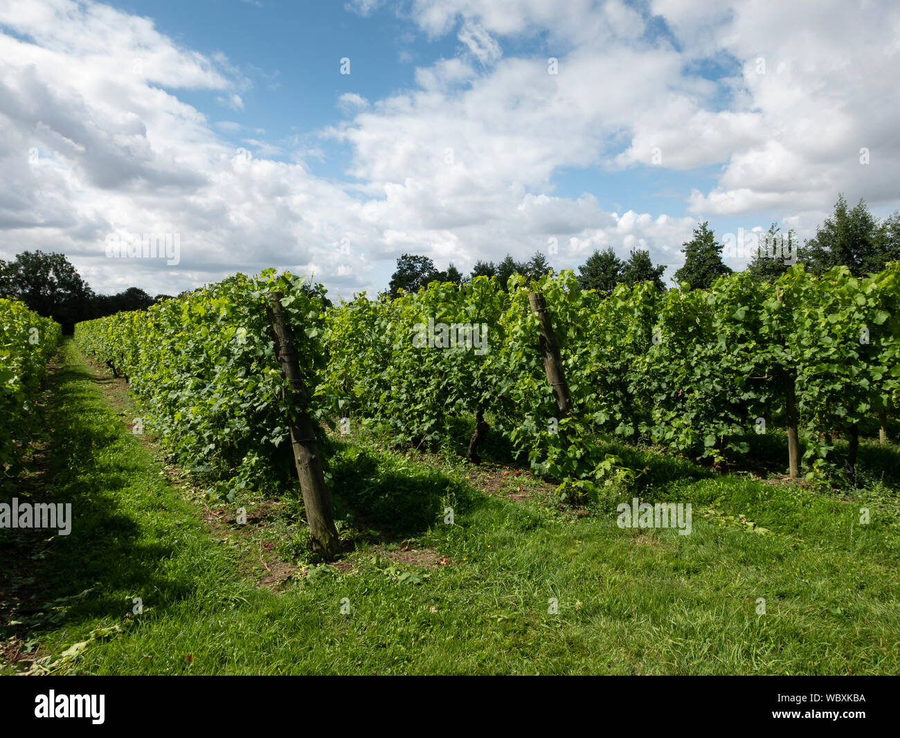 Grape vines, Shawsgate Vineyard, Framlingham, Suffolk, England, UK. Stock Photo