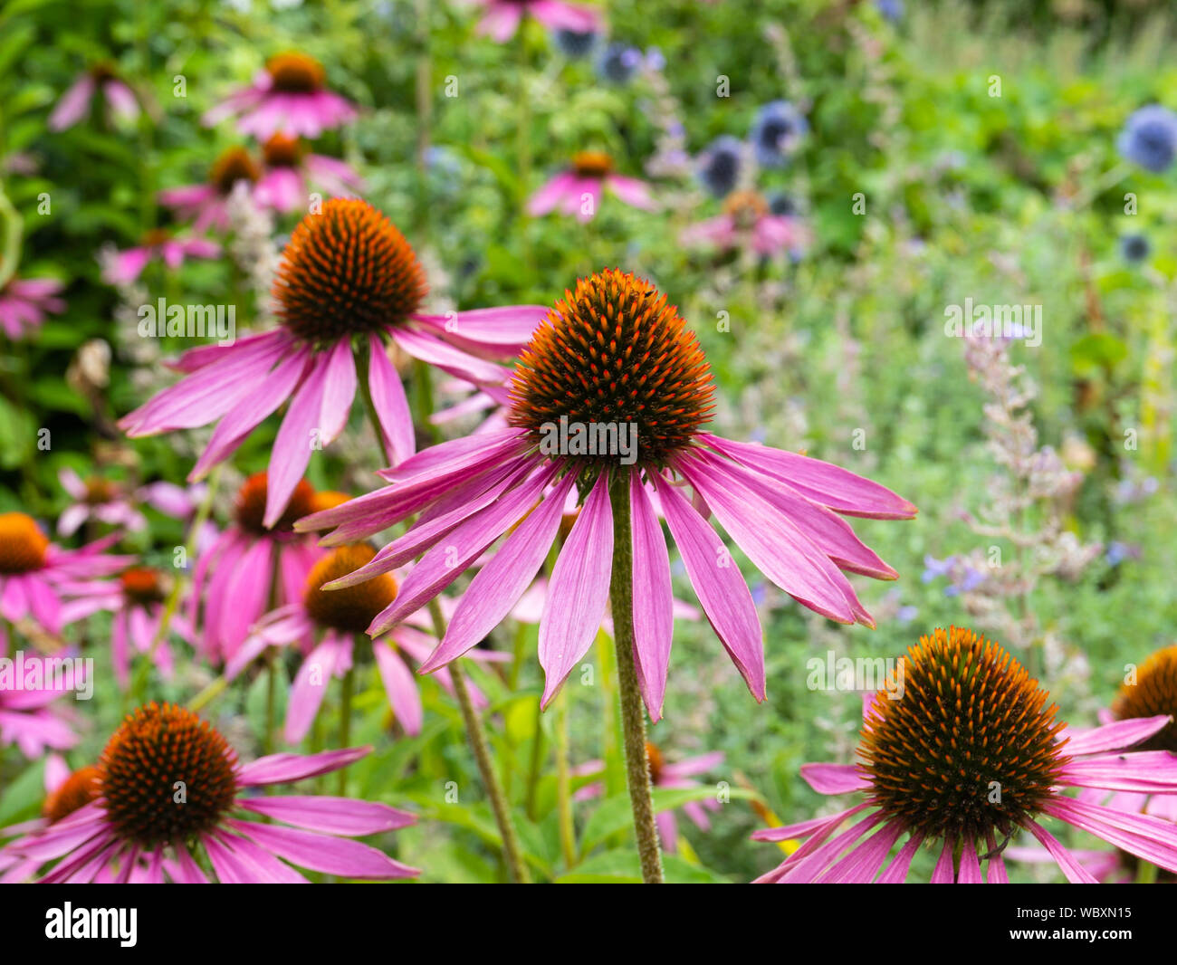 Purple Cone flowers (Echinacea purpurea) growing in a garden. England