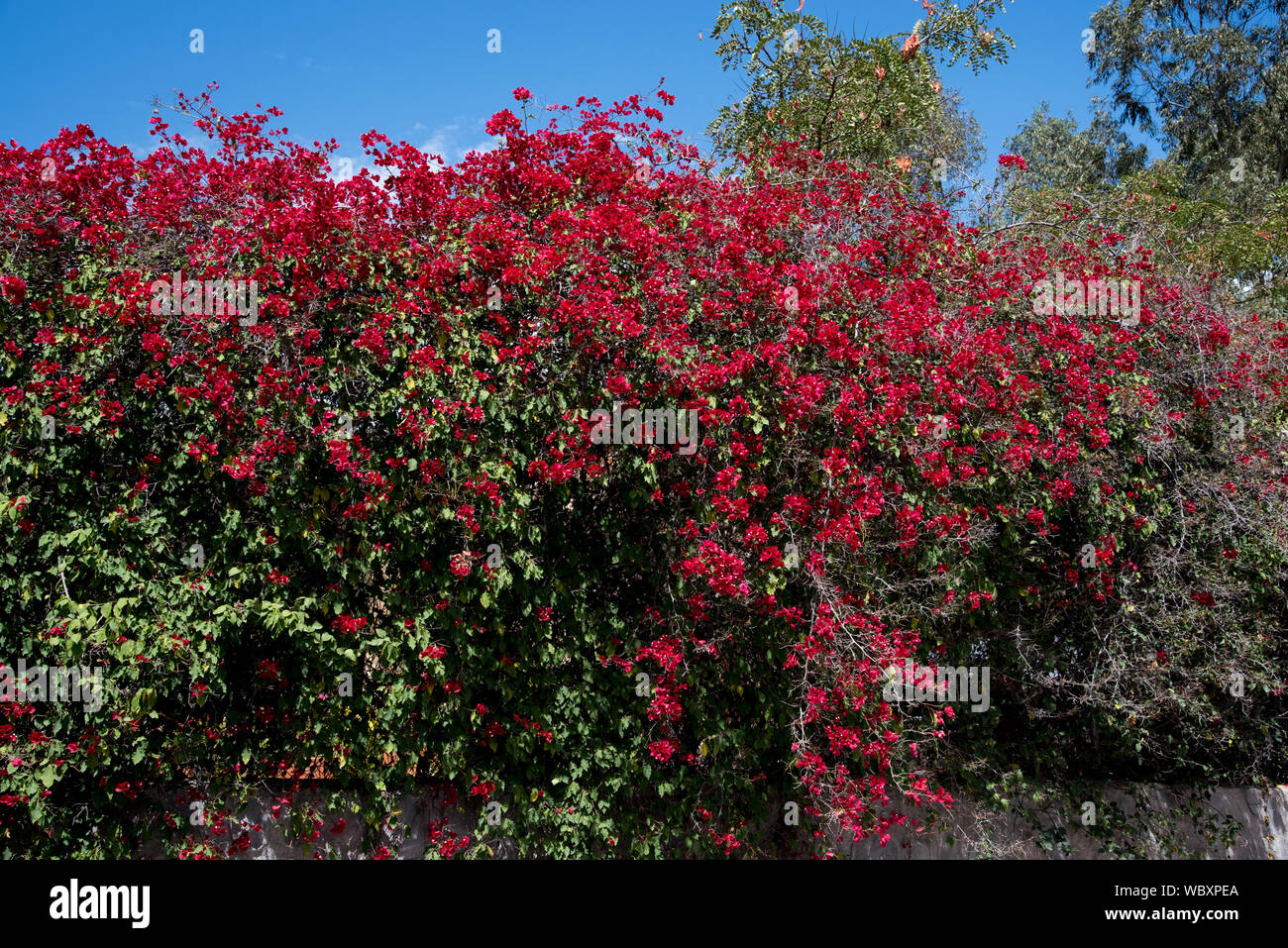 red flowers at Hosteria Pantavi which was built on the foundations of a 18th century estancia and is an exclusive guesthouse with lots of art now.  Ro Stock Photo