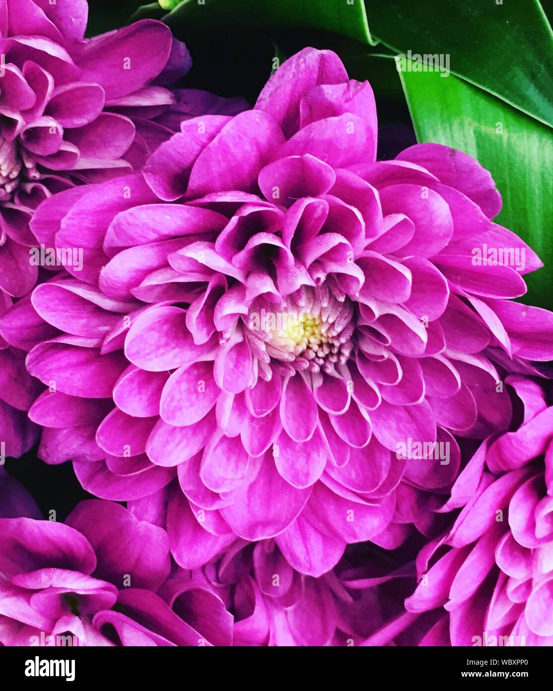 Close-up Of Pink Dahlias Stock Photo