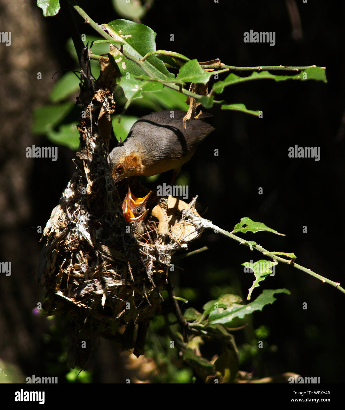 Sylvietta ruficapilla hires stock photography and images Alamy