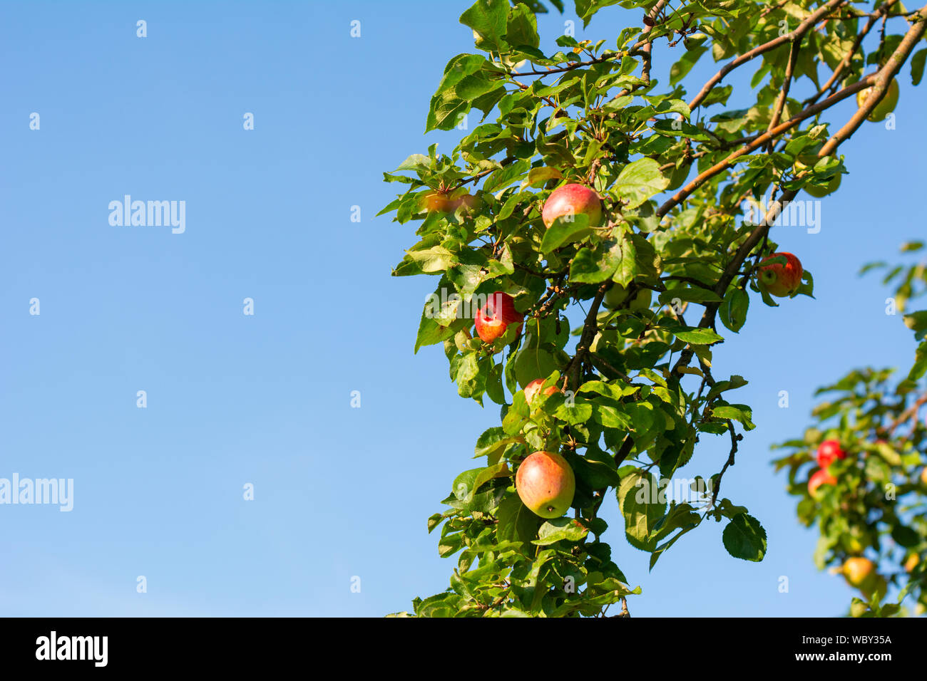 Apples hanging from a tree branch, apples in the orchard Stock Photo ...