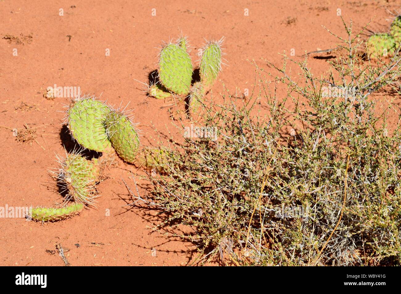 divers plants in the desert, Stock Photo