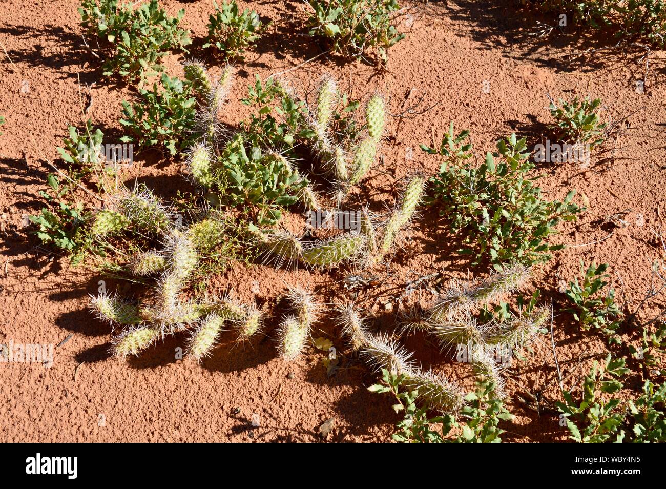 divers plants in the desert, Stock Photo