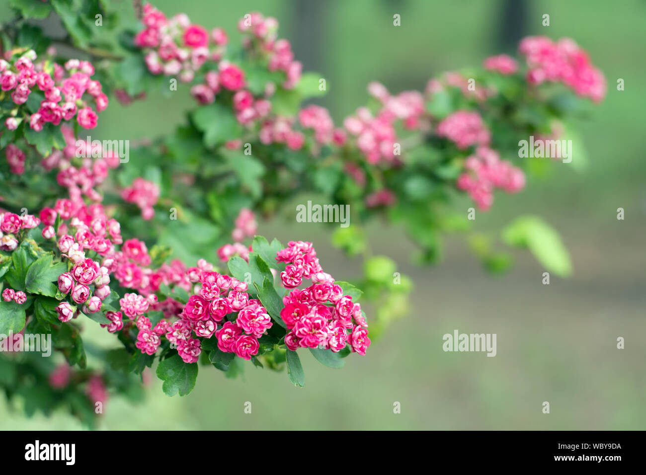 Mayflowers hires stock photography and images Alamy