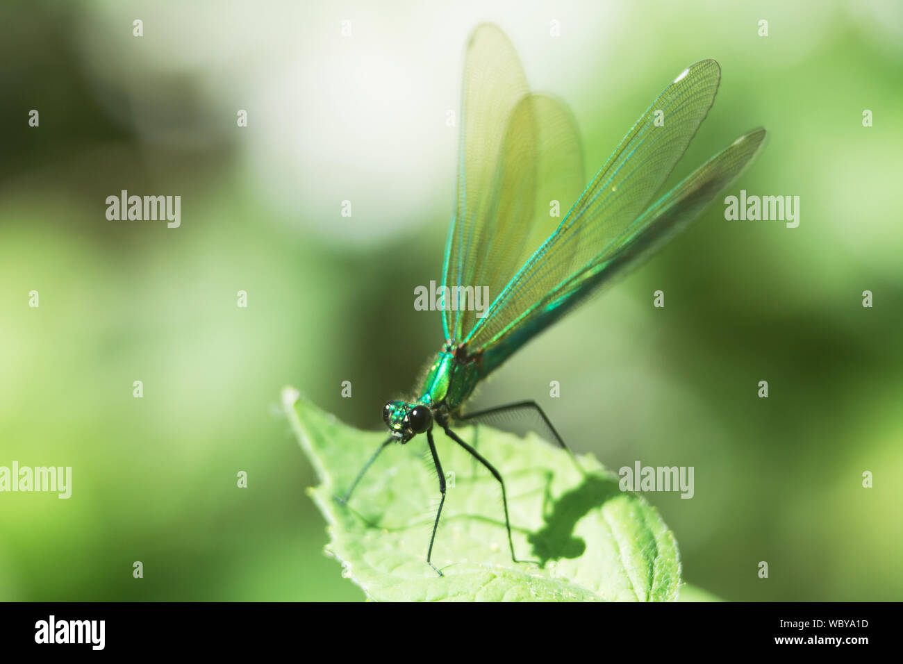 Macro of beautiful green dragonfly standing on a leaf with slightly ...