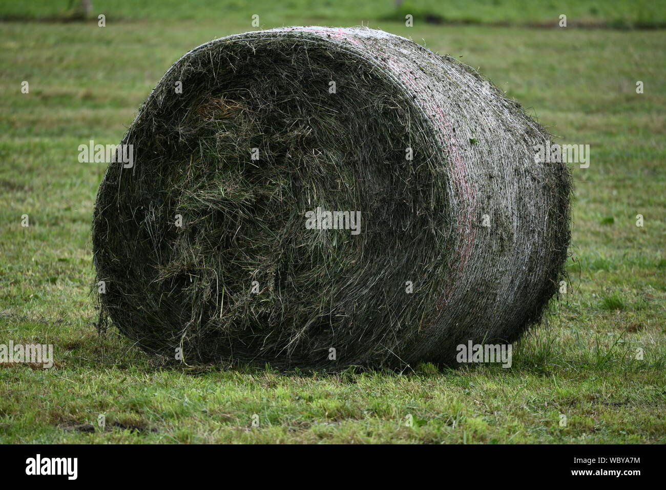 hay roll, Stock Photo