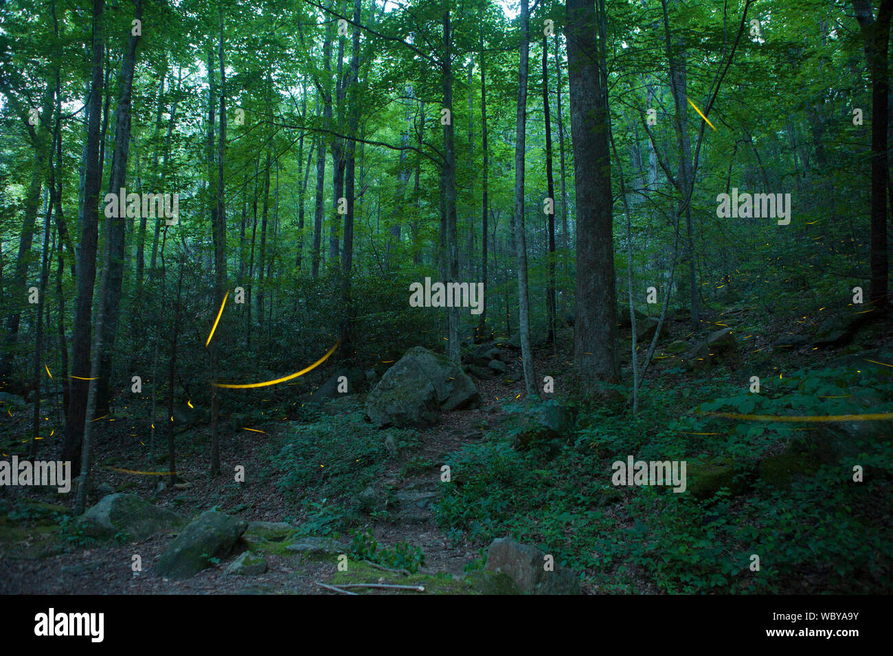 trails of fireflies in night time forest Stock Photo