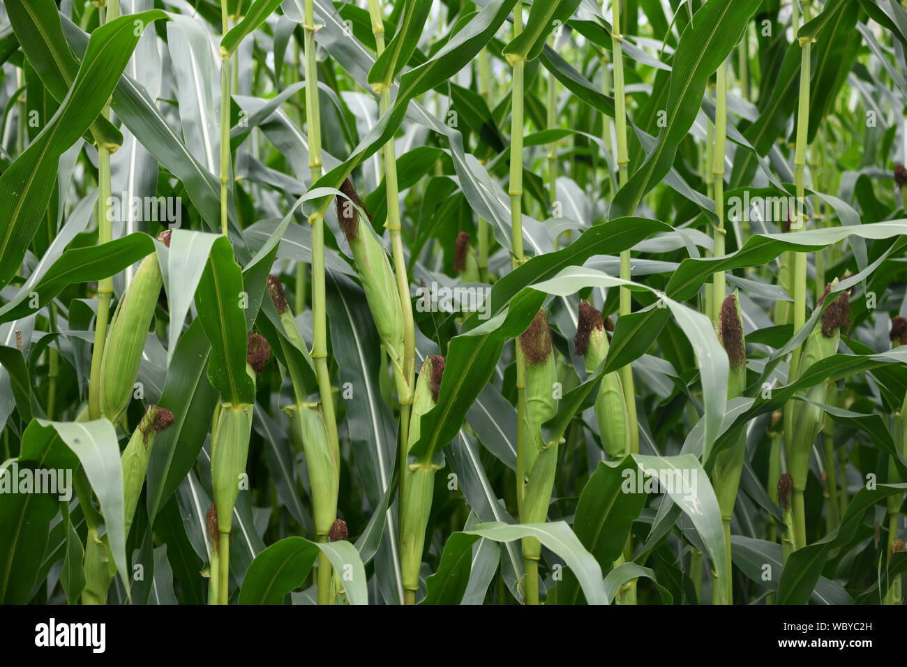 cultivating corn Stock Photo