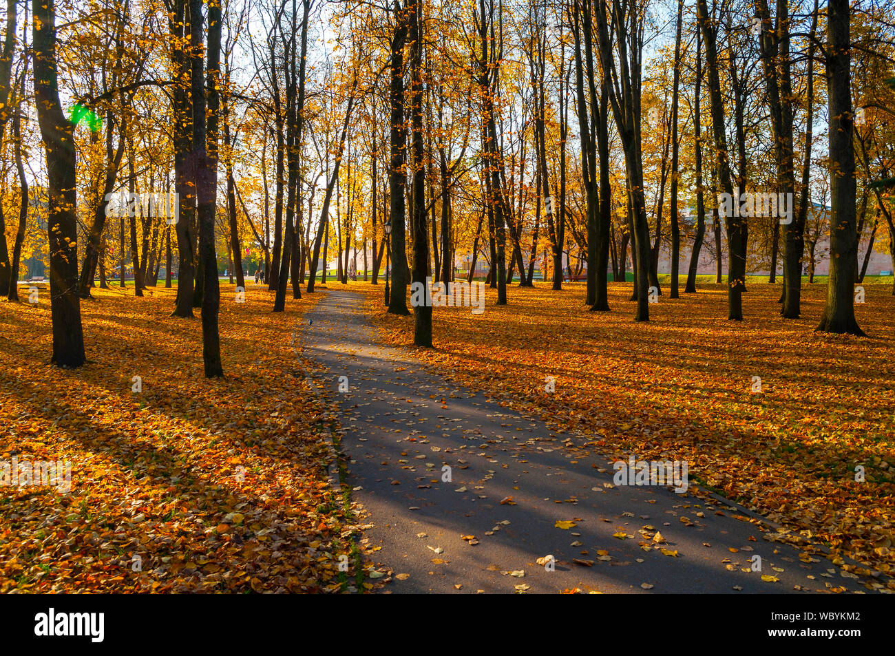 Fall landscape - yellowed trees and fallen autumn leaves in city park ...