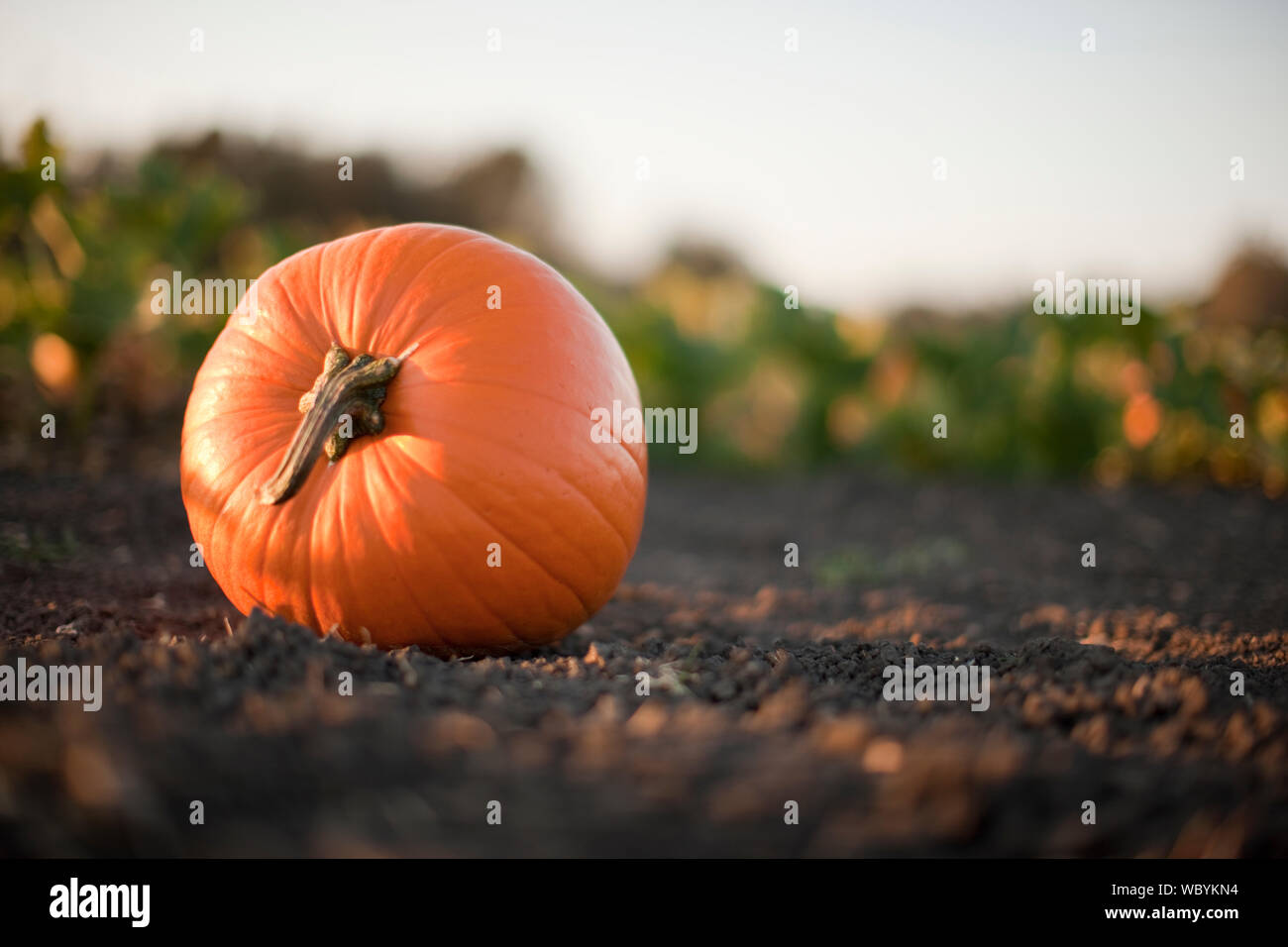 Pumpkin in field Stock Photo