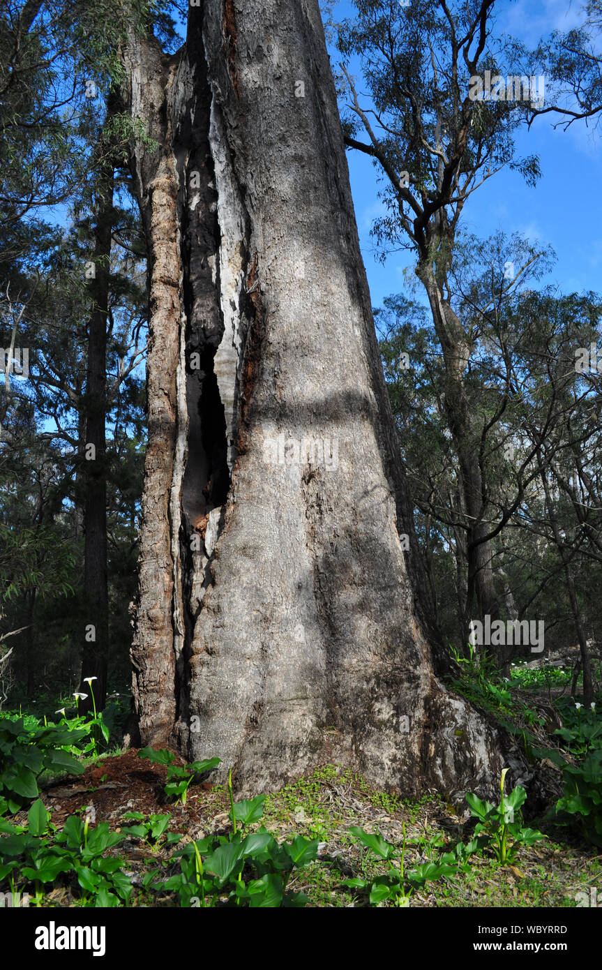 Tuart eucalyptus gomphocephala hi-res stock photography and images - Alamy