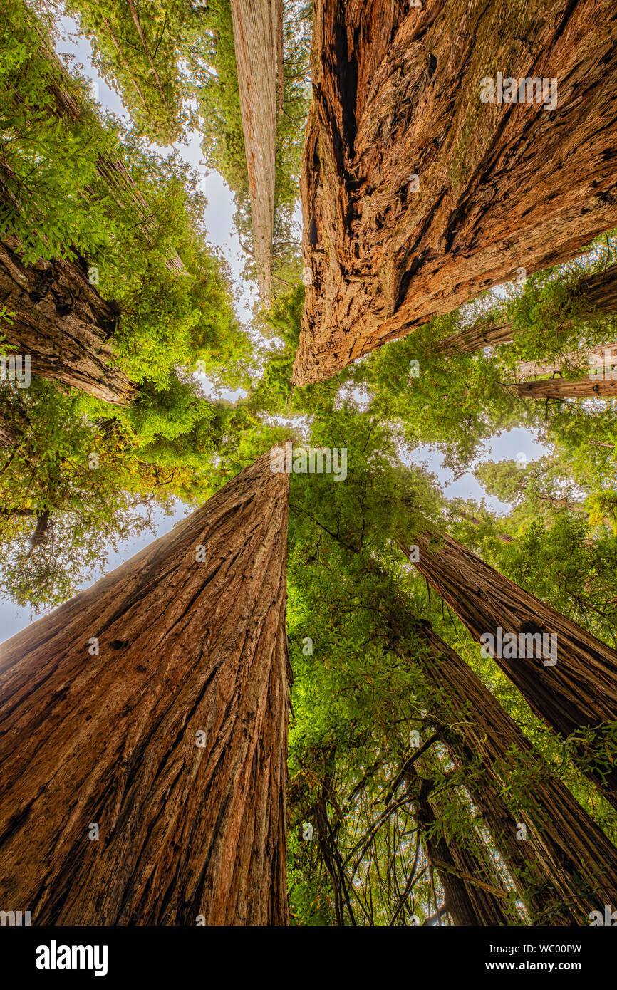 Looking straight up between large California Redwoods in Jedediah Smith State Park in Northern California Stock Photo