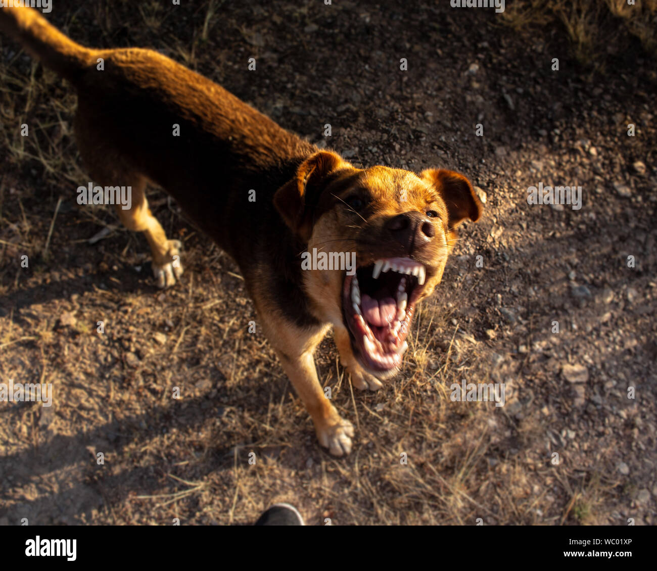 doggy-hi-res-stock-photography-and-images-alamy