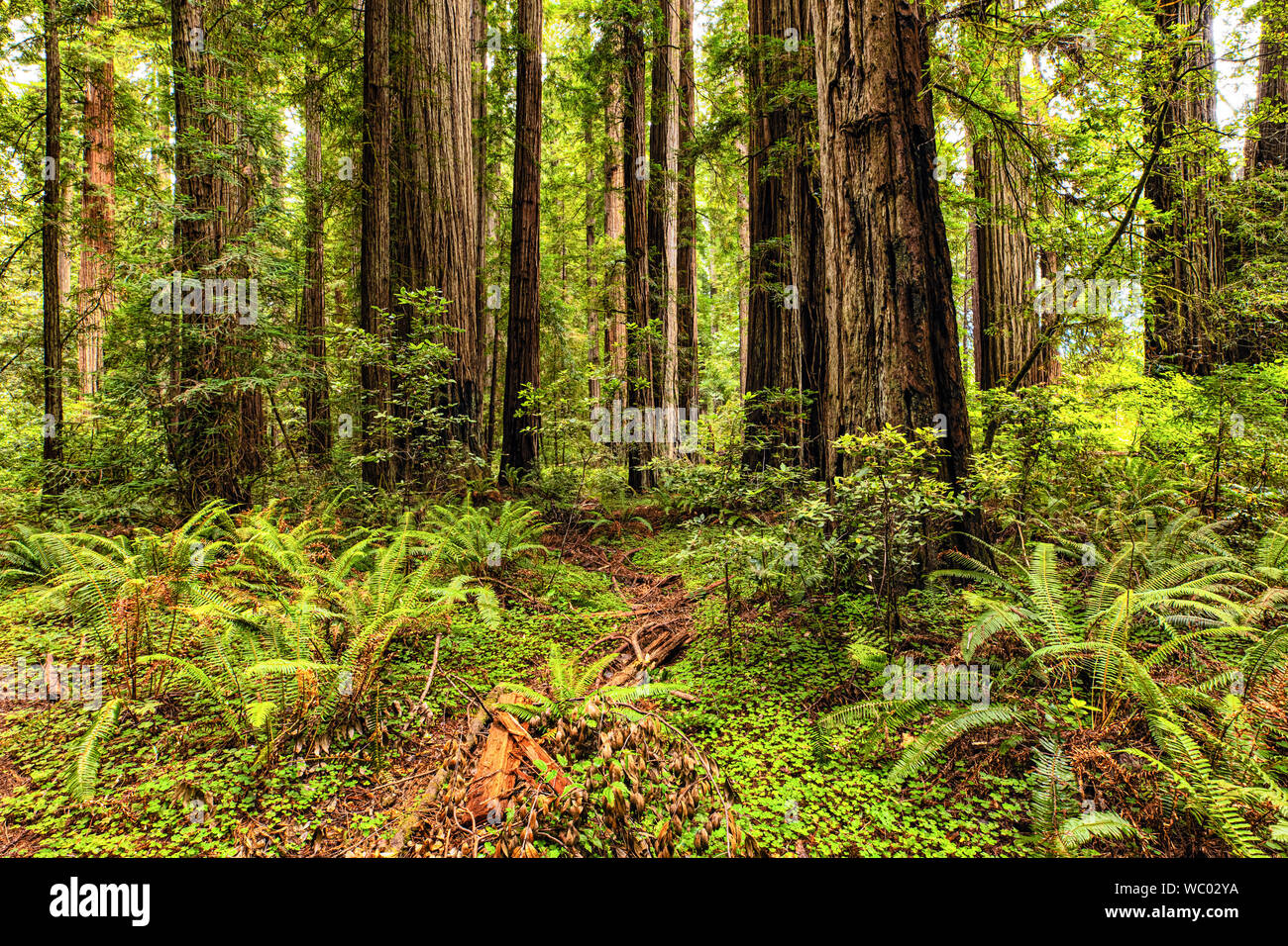 Ferns and old growth California Redwoods in Jedediah Smith State Park near Crescent City, California. Stock Photo