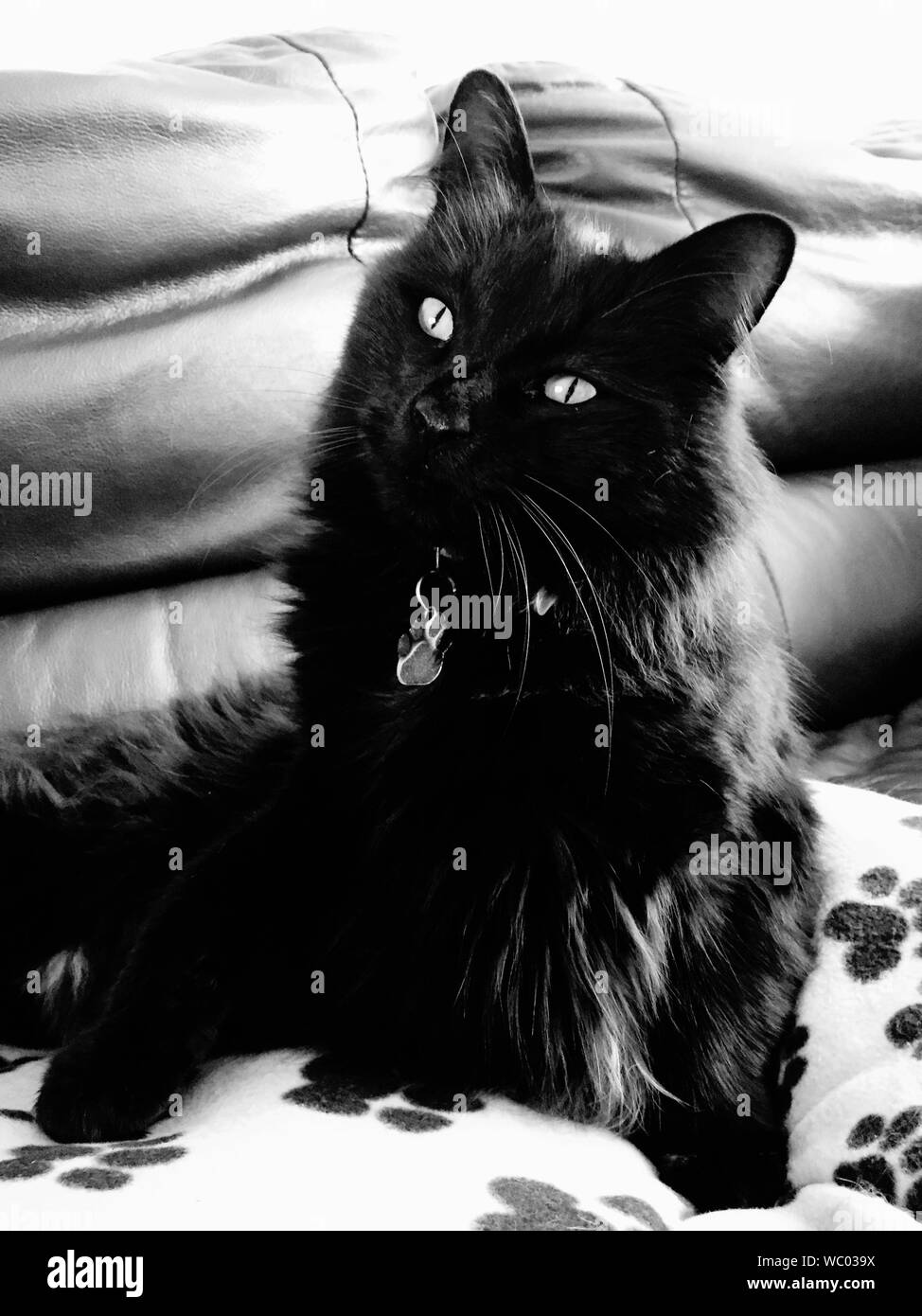 Portrait Of Black Cat At Home Stock Photo Alamy