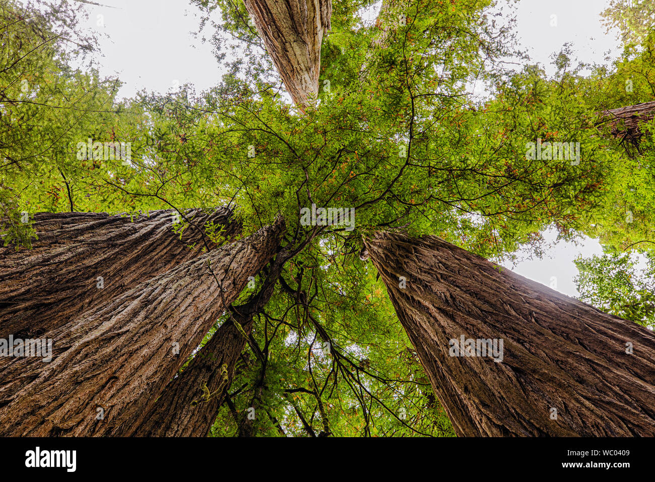 View straight up between giant California Redwood trees in Northern California Stock Photo