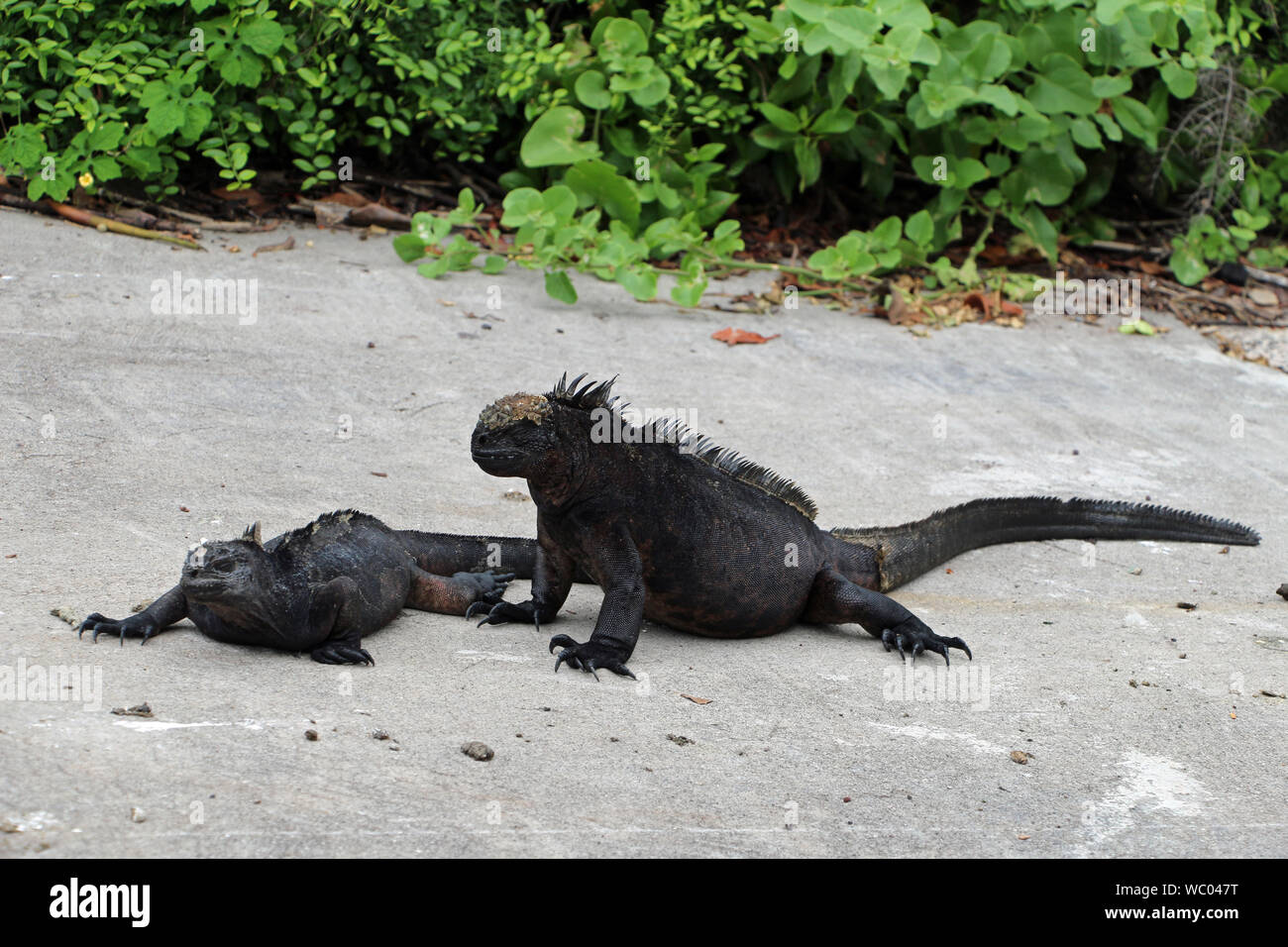 Sea lizards on the Galapagos islands lie on the beach Stock Photo