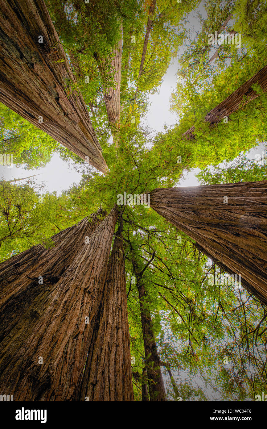 View straight up between giant Sequoia redwoods in Northern California Stock Photo
