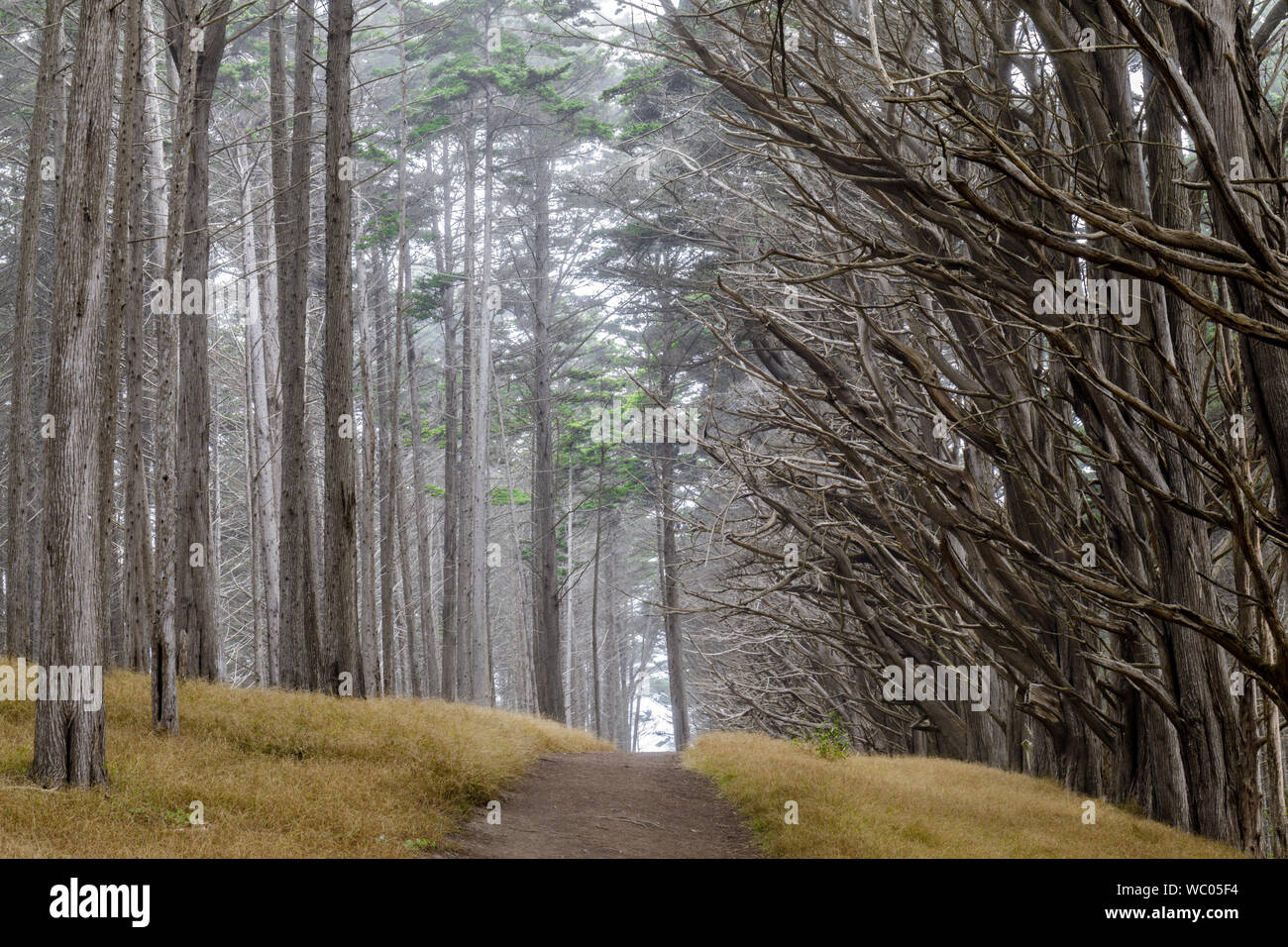 Monterey Cypress Tree Tunnel in Fog. Stock Photo
