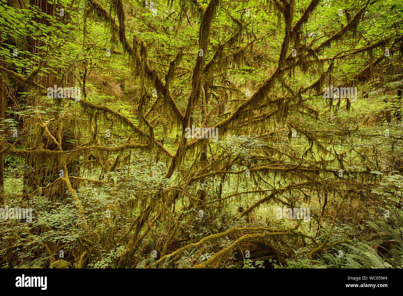 Moss on trees in Jedediah Smith Redwood State Park Stock Photo
