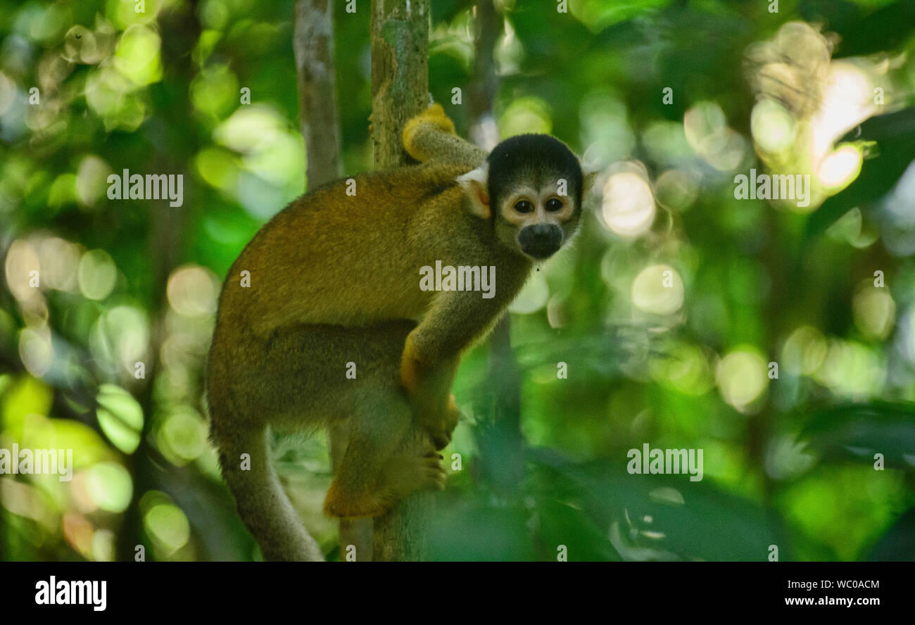 Squirrel monkey in the jungle in the Tambopata Reserve, Peruvian Amazon Stock Photo
