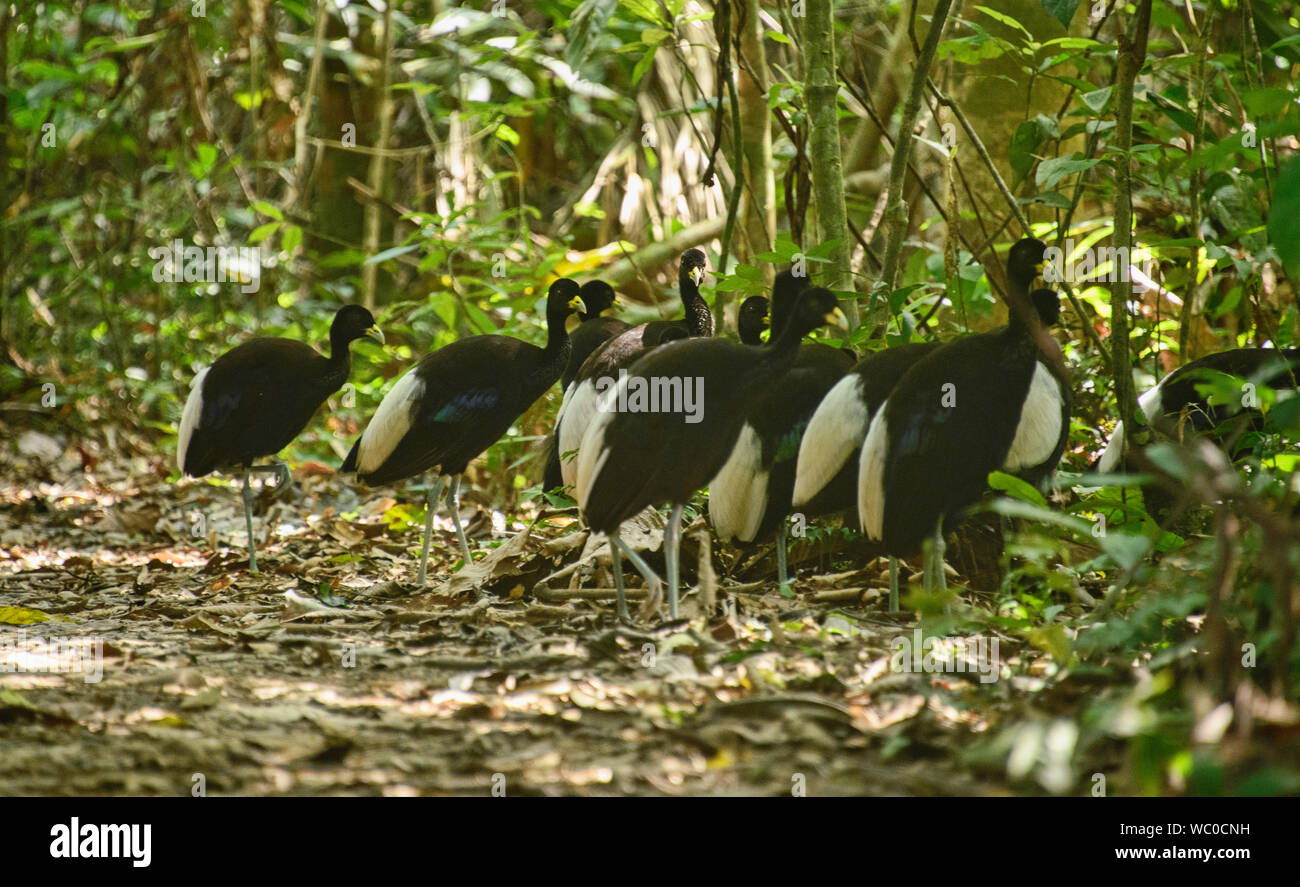 Group of pale-winged trumpeters (Psophia leucoptera), Tambopata National Reserve, Peruvian Amazon Stock Photo