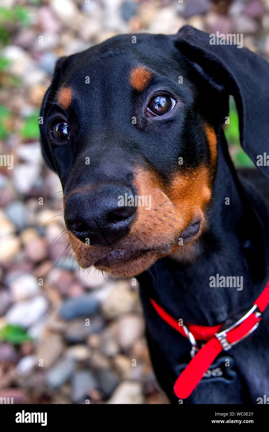 Hans, the doberman pinscher, poses for the photographer by Crestbruck Park, Ankeny, Iowa. Stock Photo