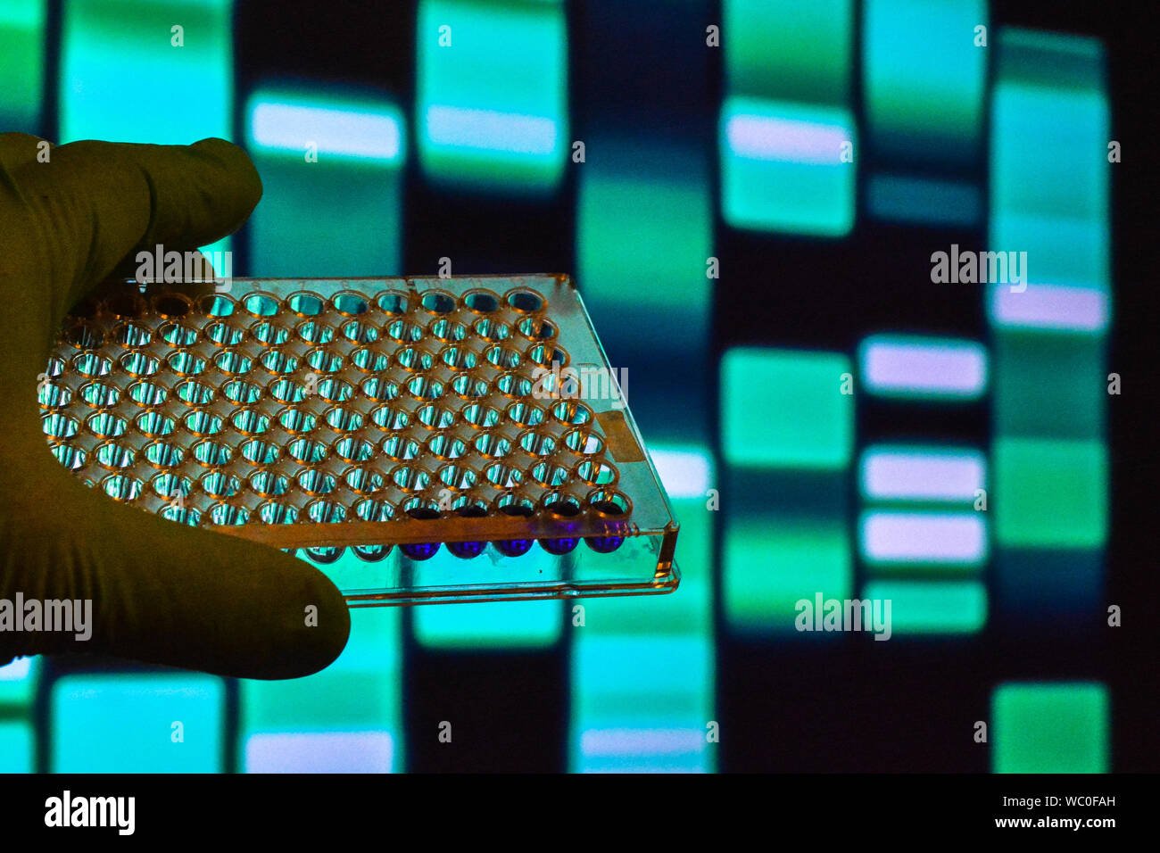 DNA testing. Well plate on the background of electrophoregram. Stock Photo