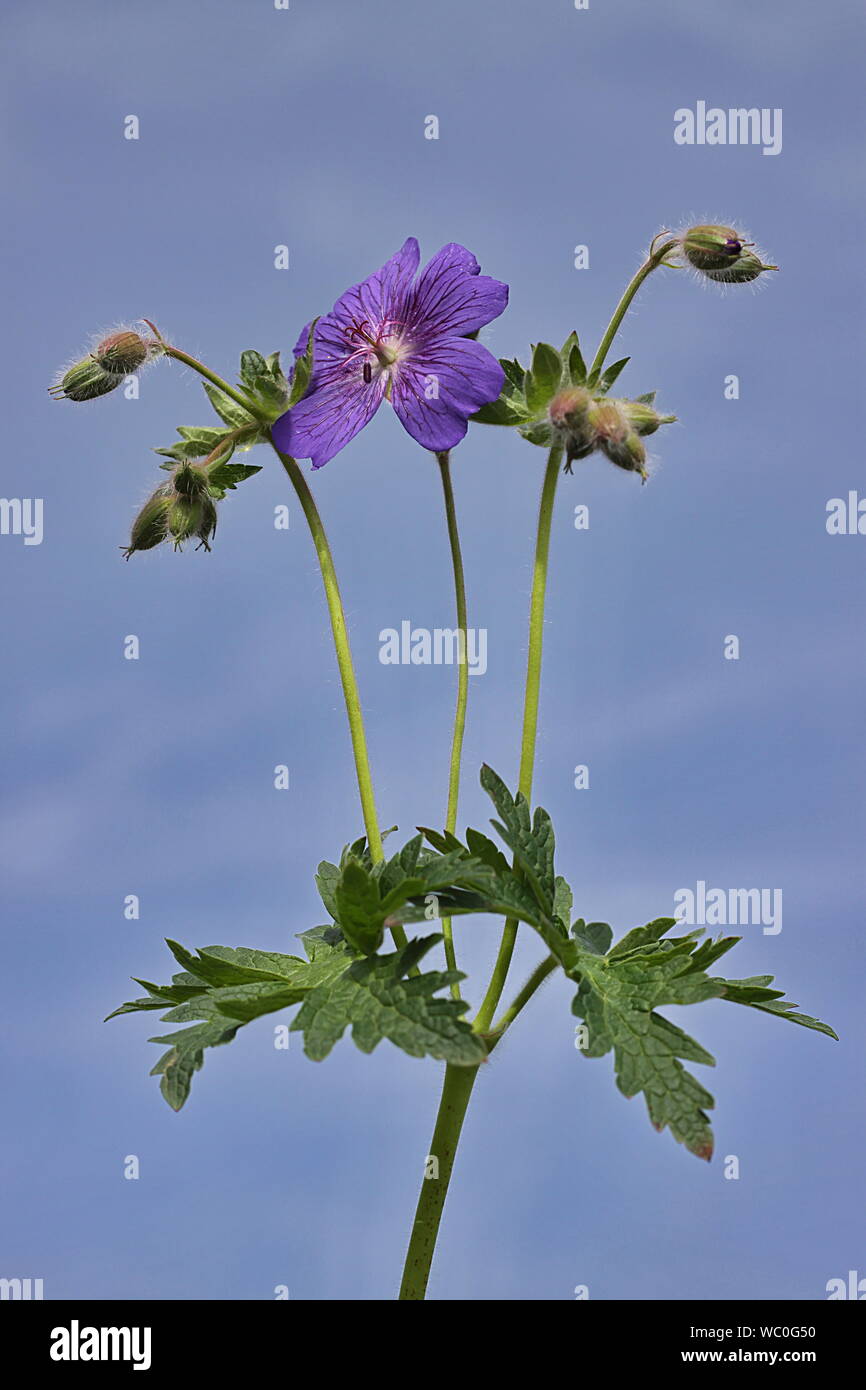 There are many endemic plant species in the eastern Black Sea region Stock Photo