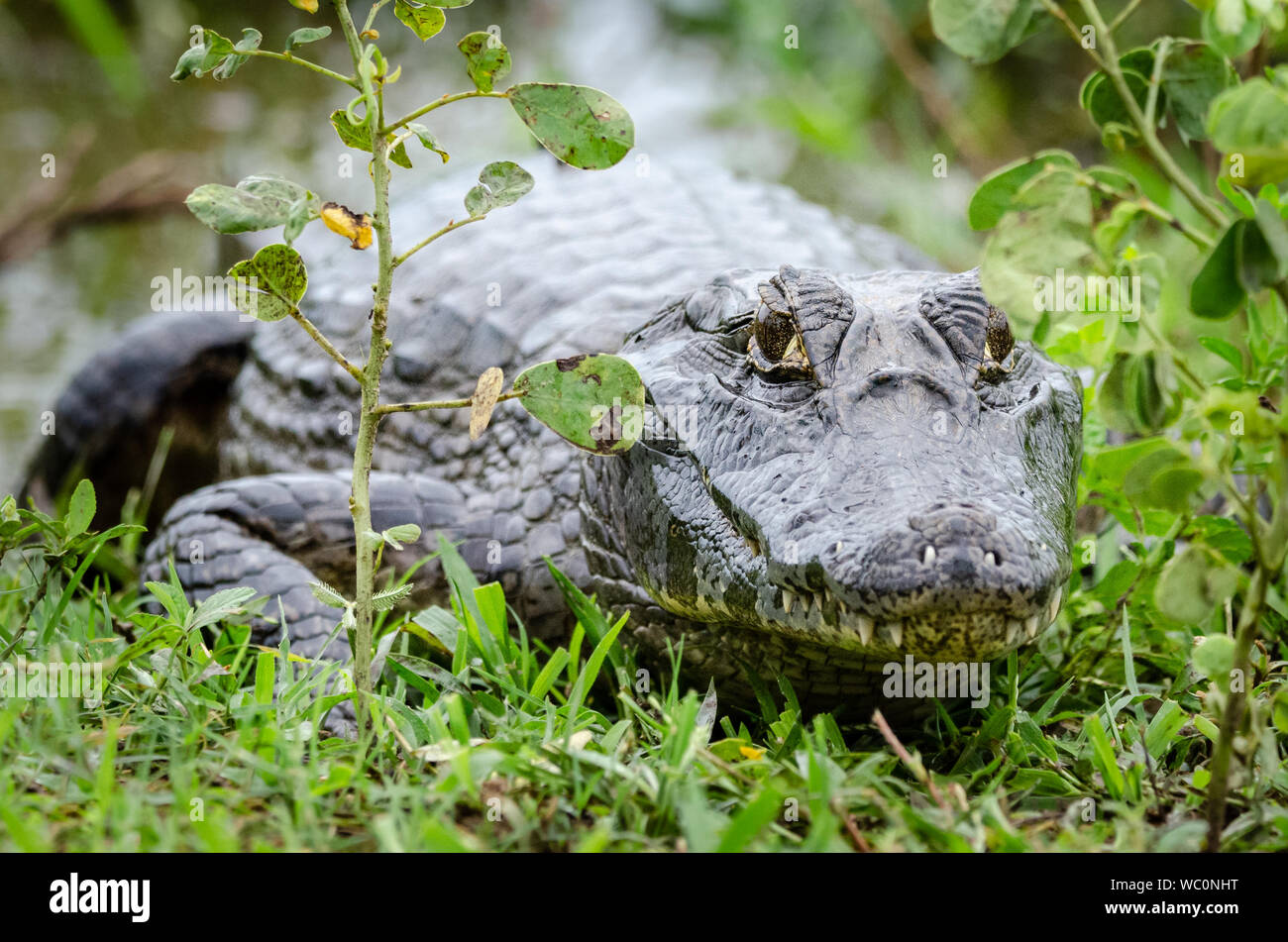 A caiman laying down in the grass and looking forward Stock Photo
