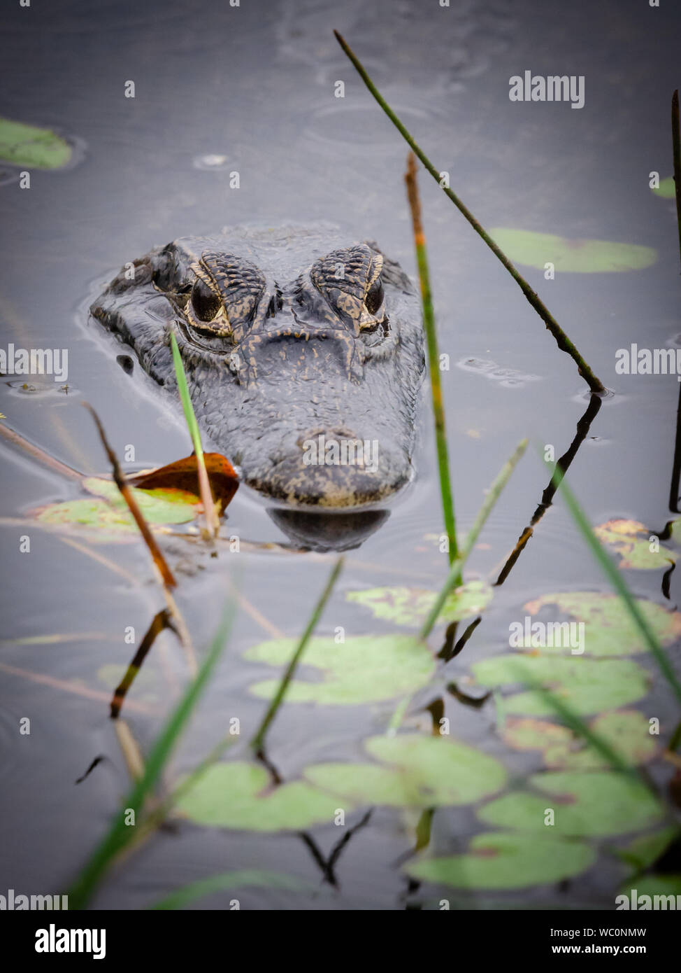 A caiman floating in the water only head visible Stock Photo