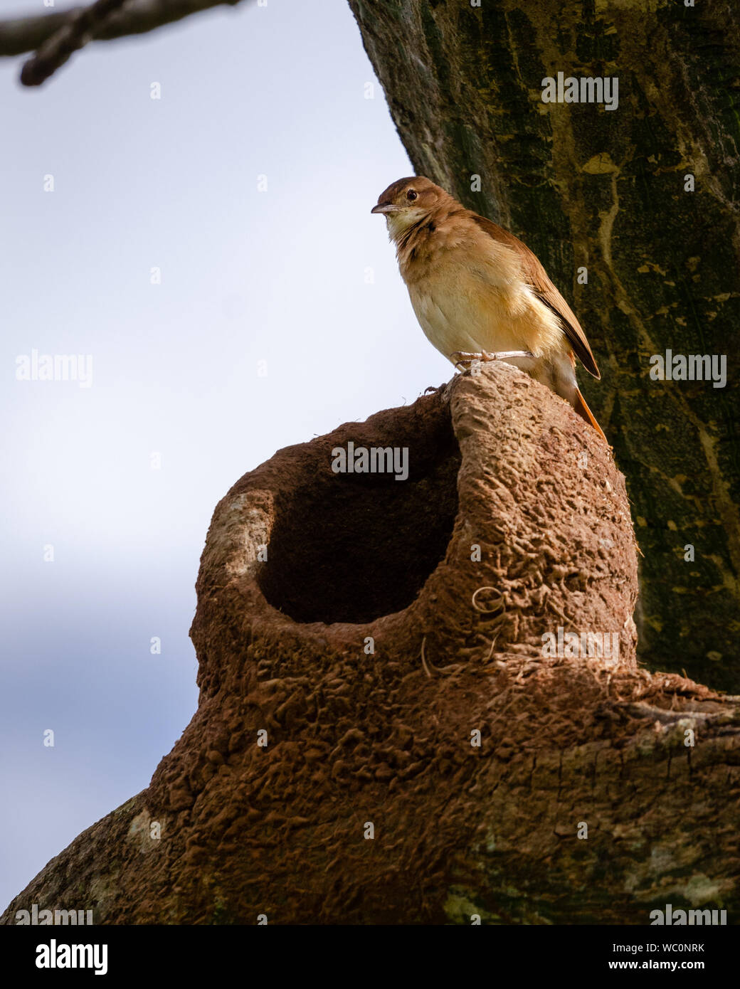 A bird standing on top of a nest looking down Stock Photo
