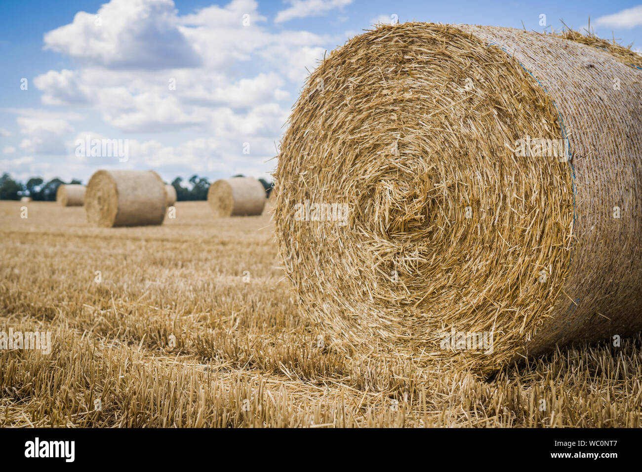 Cut and dried hay ready to be stored Stock Photo Alamy