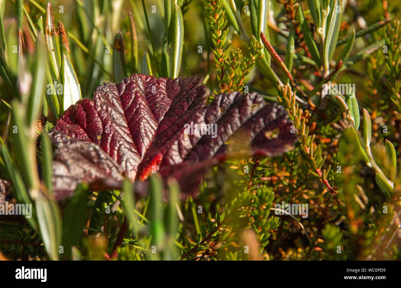 Purple summer plant finland hi-res stock photography and images - Alamy