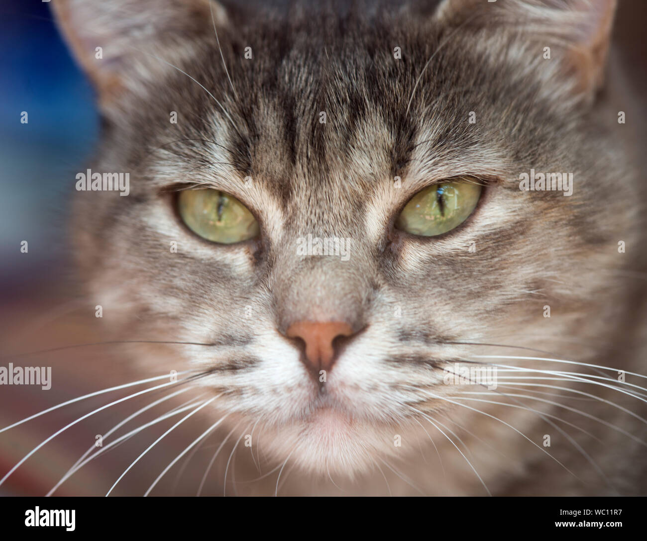 domestic animals, also including a list of animals which are or may be  currently undergoing the process of domestication and animals that have an  Stock Photo - Alamy