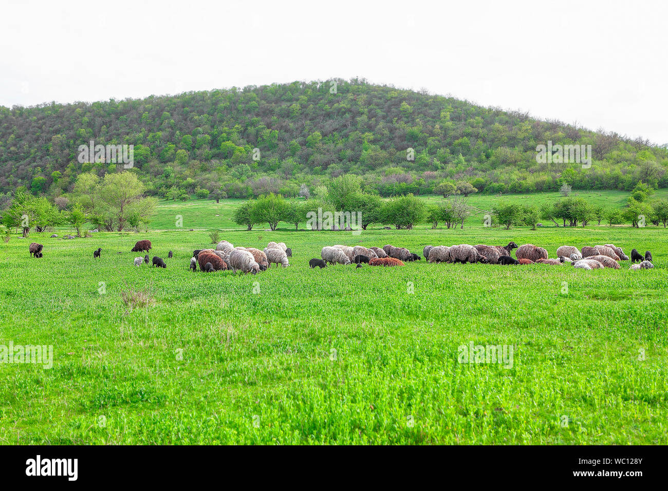 herd of sheep grazing green grass Stock Photo - Alamy