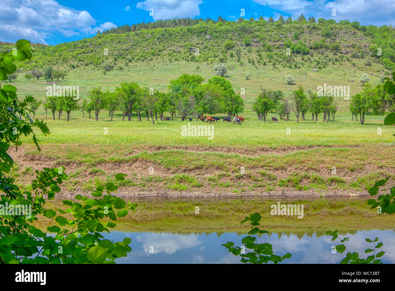 spring green nature with cows on the meadow Stock Photo - Alamy