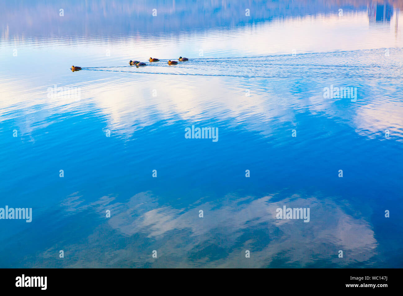 Flock ducks on beach in hi res stock photography and images Alamy