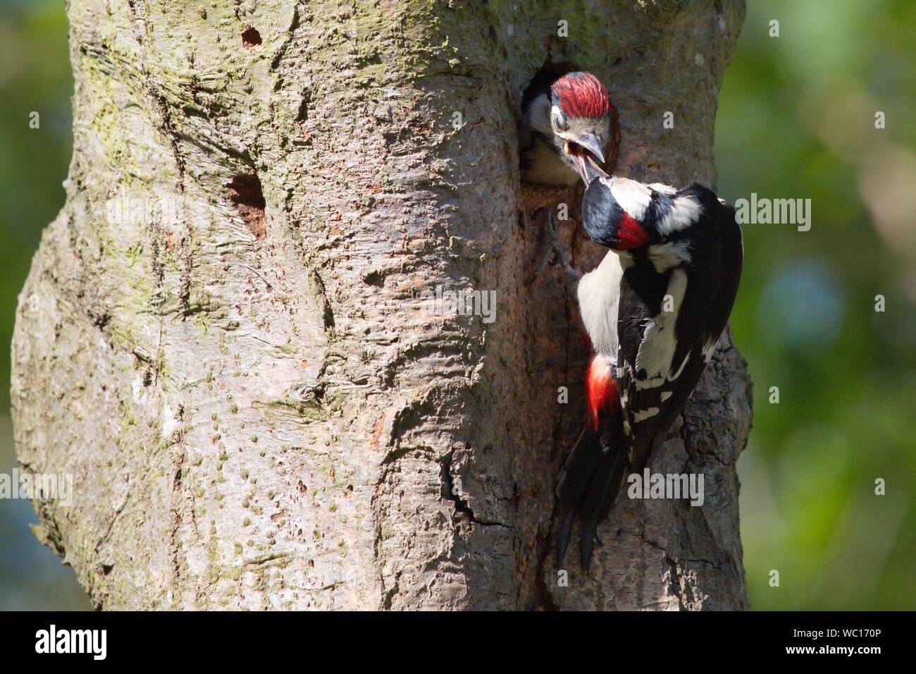 Close-up Of Great Spotted Woodpeckers On Tree Stock Photo
