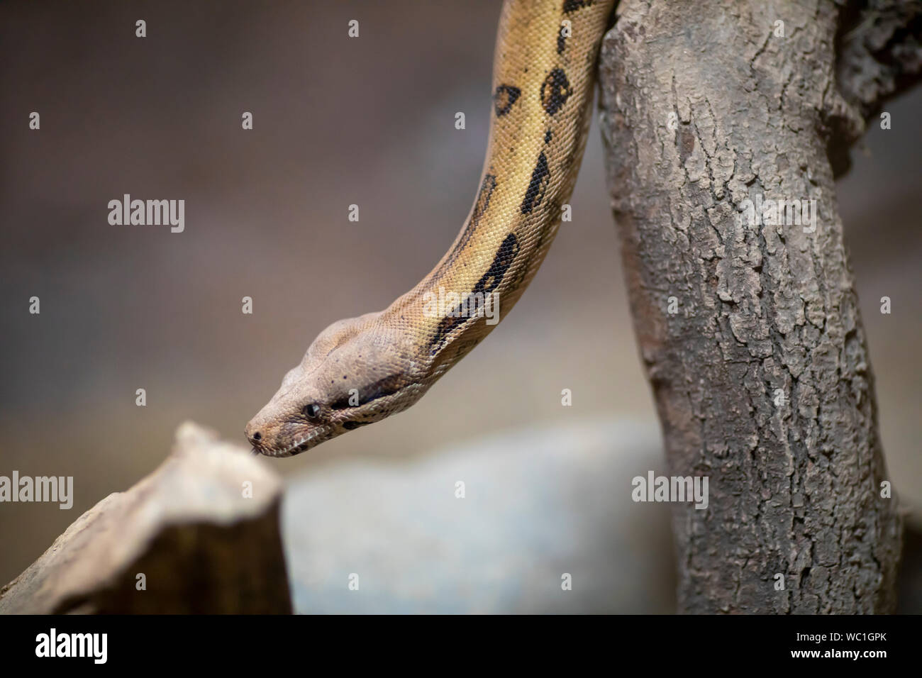 Snake Stock Photo