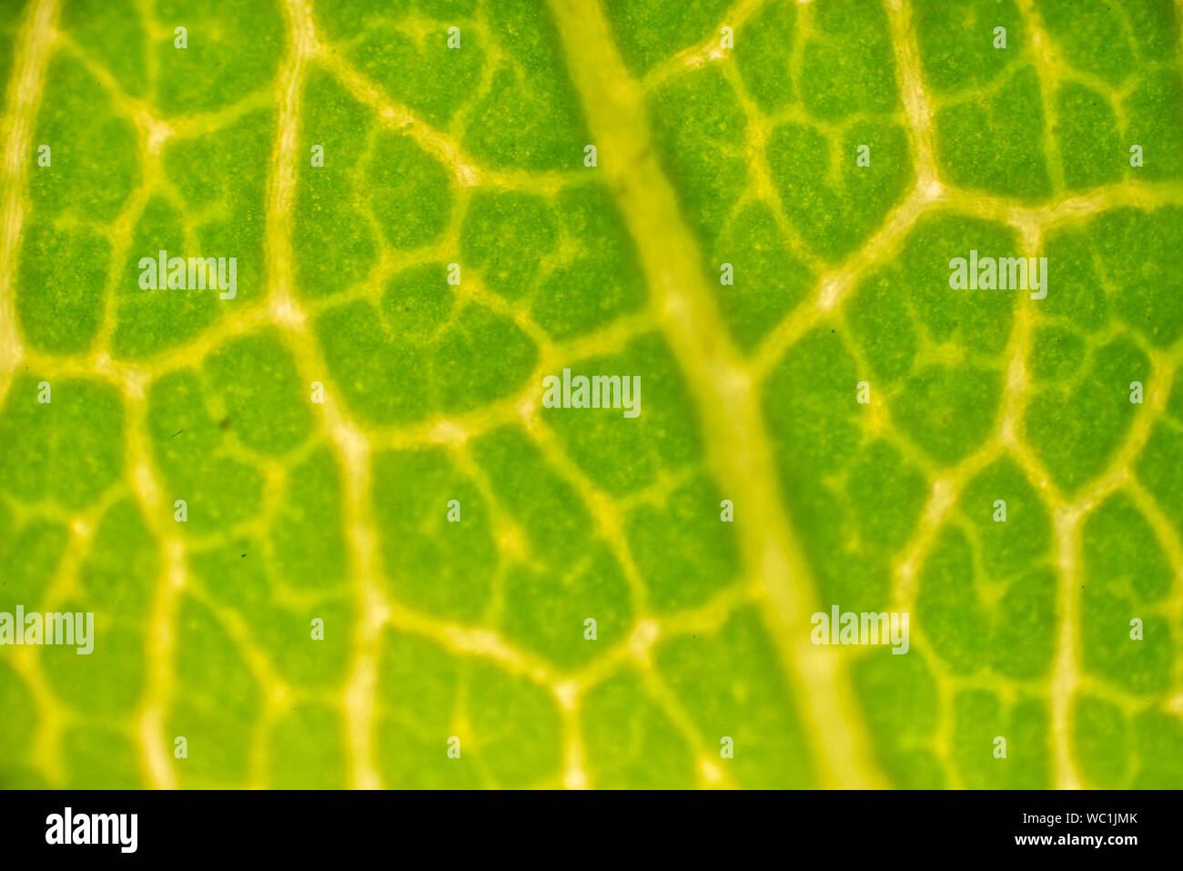 Micro of leef. A birch, leaved,tree, Betula,Betulaceae, Stock Photo