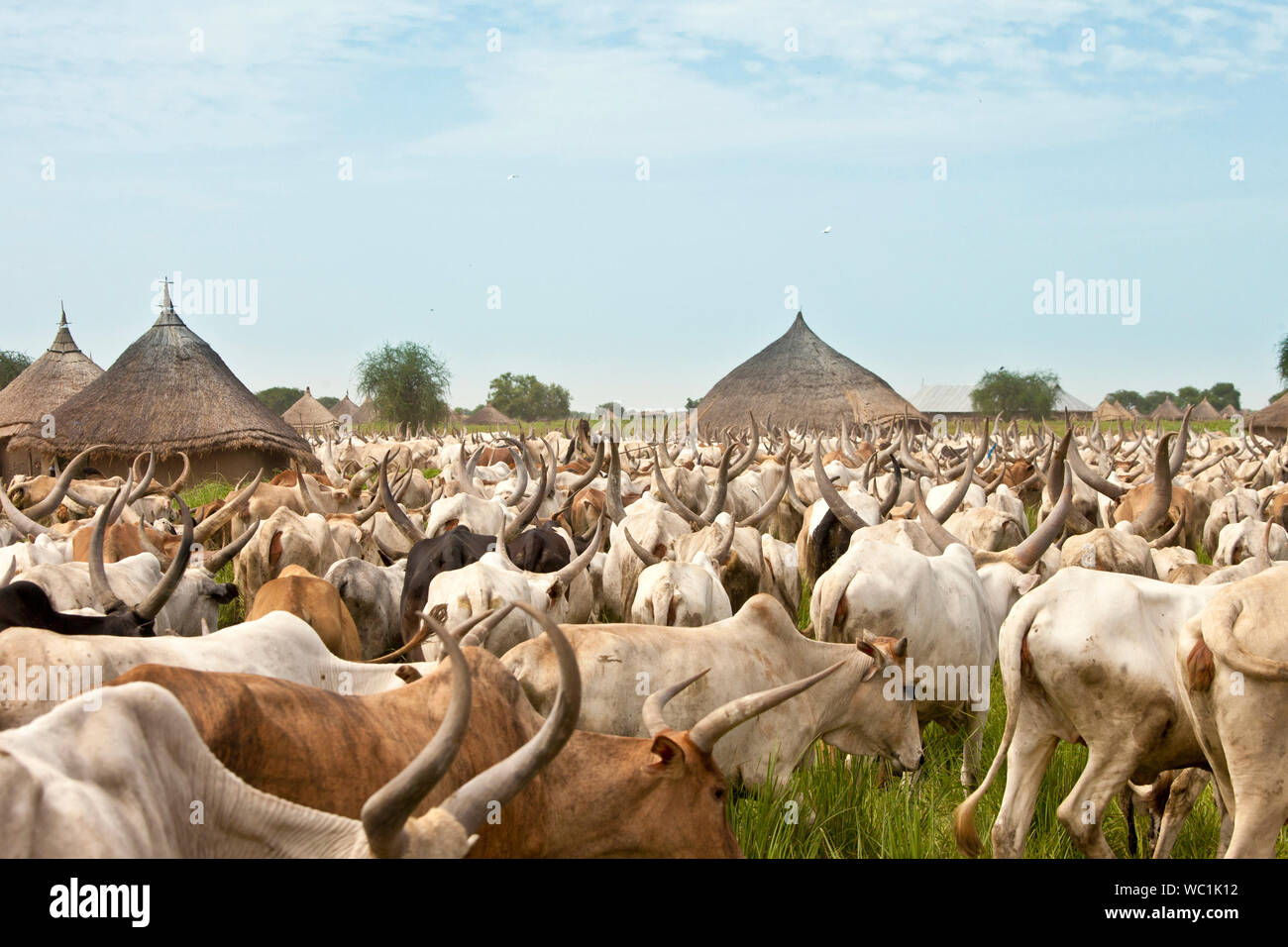 large cattle drive through a village in South Sudan Stock Photo Alamy