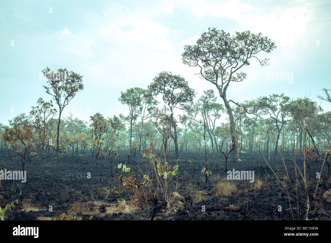 Græder alligevel kubiske Burnt Down Amazon Tropical Rain Forest, Richest Ecosystem on Earth Destroyed  to Ashes for Cow Grazing and Soya Crops Stock Photo - Alamy