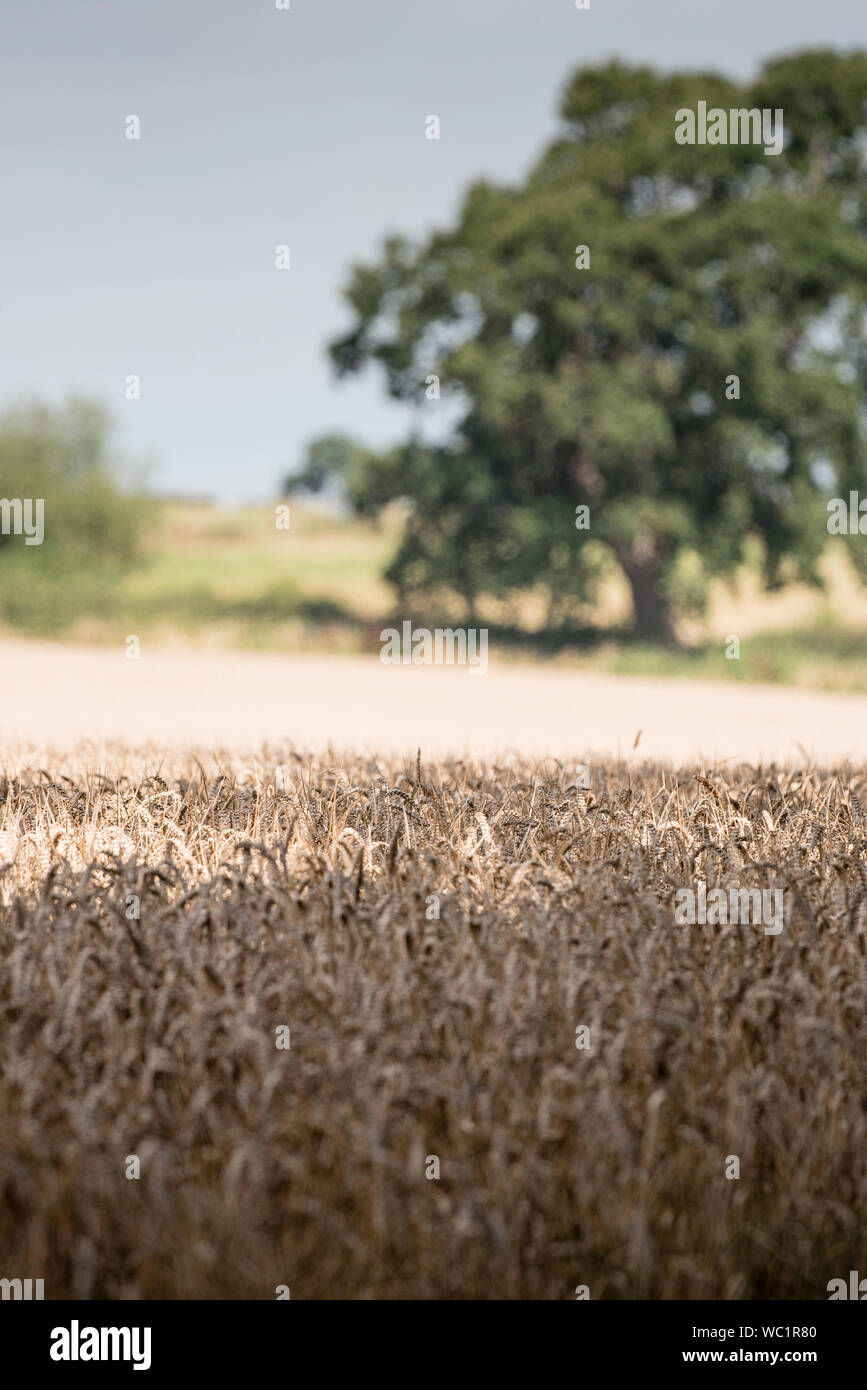A wheat field in Powys, Wales, UK. Stock Photo