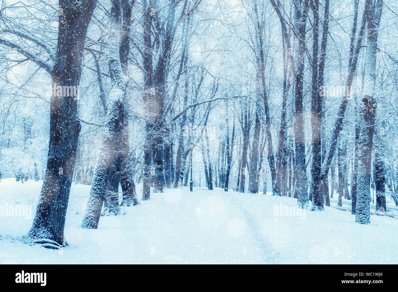 Winter landscape, snowy winter trees along the park alley - winter snowy scene with trees under snowfall in winter day Stock Photo